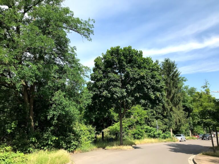 Was geschieht im Planungsgebiet „Waldstück ‚Im Sauerbrod“? > Keine weitere Versiegelung in Saarbrücken! > BürgerInnen nehmen ihre Sache in die Hand