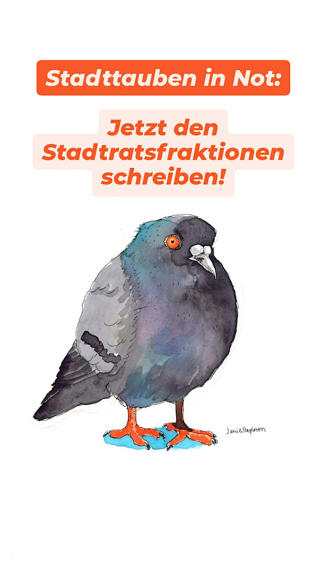 Taube mit text "Stadttauben in Not"